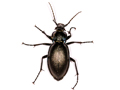Carabus violaceus